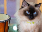 В Астрахани открыли первое кафе для любителей кошек 