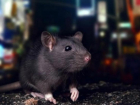 В нашествии крыс астраханцы обвинили бездомных собак