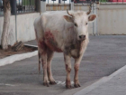 В Астрахани полиция поймала корову, бегавшую по Новому мосту