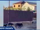 Бездомные собаки, перепрыгнув через двухметровый забор, растерзали домашнего кота