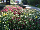 В Астрахани ко Дню города высадят 464 куста хризантем