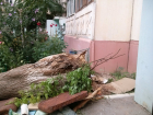 В Кировском районе Астрахани дерево свалилось на двух пенсионерок