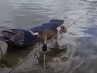 Астраханская собака каждый день вплавь отправляется спасать жизни своих щенков 