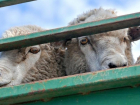 Астраханцы сядут в тюрьму за кражу овец 