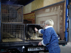 39 собак из астраханского «Экоприюта» отправились к новым хозяевам