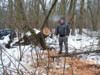 Астраханец срубил дорогие деревья государственного природного заказника