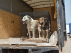 Астраханские бездомные собаки пользуются спросом у москвичей