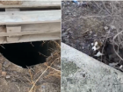 Астраханские полицейские спасли упавшего в колодец щенка