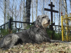 В Астраханской области бродячие собаки разрывают могилы на кладбище