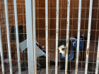 С начала апреля в астраханский приют попали 255 собак