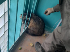 В Астраханской области енотовидная собака застряла в окне жилого дома