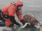Астраханские спасатели извлекли из ледяной воды тонущую собаку
