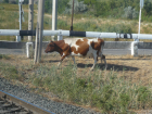 В Астраханской области ставят электропастухов вблизи железных дорог