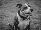 Астраханский суд вынес приговор самарцу за жестокое обращение с питбулем