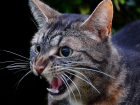 В Астраханской области выявили «кошачьи» очаги бешенства