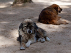 В Астрахани пересчитают всех бездомных собак