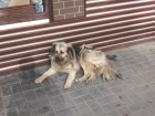 Астраханцам предлагают подарить дом и семью собакам из приюта