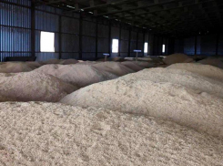 Астраханская область стремительно развивает рисоводство