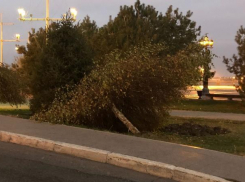 В Астрахани автомобиль снес дерево у памятника Петру I