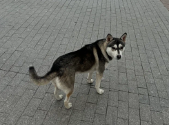 Астраханцев оштрафовали почти на 900 тысяч рублей за неправильный выгул собак