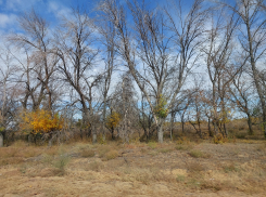 В Астраханской области нашли птицу, которая своими усами любому утрет нос