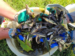 Пошли на рекорд: в реки Астраханской области выпустили огромное количество осетров и белуг