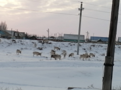 Стадо редких животных зашло в крупный город Астраханской области