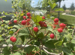 Прогноз погоды, именины, праздники в Астрахани в воскресенье 30 июля