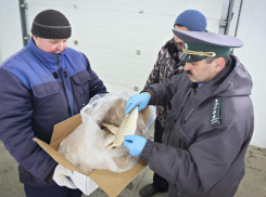 Недружественные страны получили 30% экспортируемой астраханской рыбы