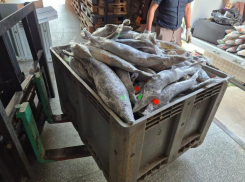 Полиция нашла у астраханца свыше 800 килограммов рыбы без маркировки