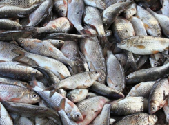 Астраханская полиция обнаружила около 9 тонн немаркированной рыбы в центре города