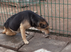 В отношении астраханского «Экоприюта» могут возбудить уголовное дело по просьбе службы ветеринарии