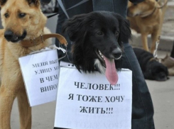 Звезды российской эстрады высказались против усыпления астраханских собак 