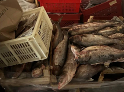 Под Астраханью пресечена попытка сбыта 20 тонн немаркированного леща