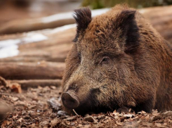 В Астраханской области выявлен четвёртый очаг африканской чумы свиней за этот год
