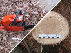 «Черные дровосеки» задержаны в Астраханской области