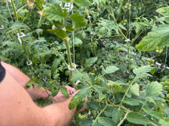 Под Астраханью готовятся собирать больше томатных гибридов