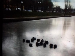 Астраханцы в социальных сетях призывают спасти уток на замерзшем Лебедином озере