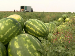 В Астрахани аграрии бьют прошлогодний рекорд по количеству урожая