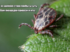 Сезон клещей: астраханцам рассказали, как обезопасить себя от кровососущих