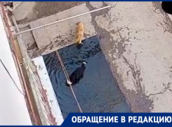 Жильцы многоэтажки на Адмирала Нахимова в Астрахани больше месяца жалуются на течь канализации