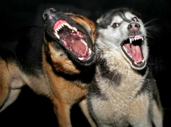 В Советском районе Астрахани нашли мертвую женщину с укусами собак на теле