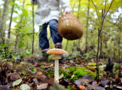 С начала грибного сезона в Астрахани отравились три человека