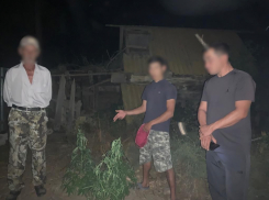 23-летнего астраханца будут судить за 35 кустов конопли во дворе