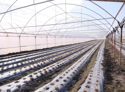 Под Астраханью готовятся массово высаживать рассаду овощей