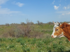 В Астраханской области огромные быки и упитанные коровы дают потомство