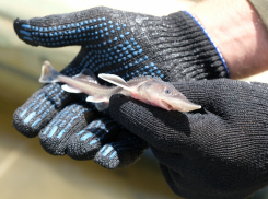 В поселке Астраханской области разводят редких осетров для потребителей