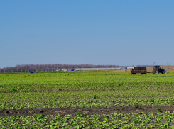 Под Астраханью могут открыть новое производство из овощей