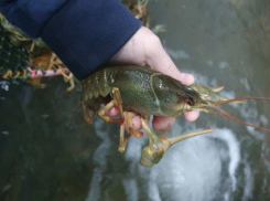 Четверым астраханцам грозит тюрьма за незаконную продажу более 6 тонн раков