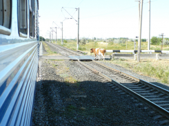 В Астраханской области домашний скот заставляет поезда ходить медленнее